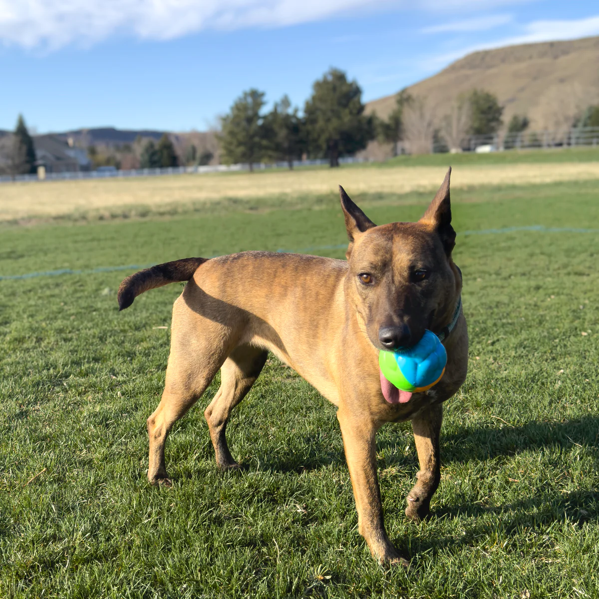 KONG Twist High Viz Ball