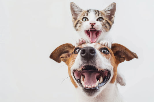 Guía Básica para Consentir a tu Mascota en Casa: Lo Esencial para Perros y Gatos Felices - Pet Republic GT