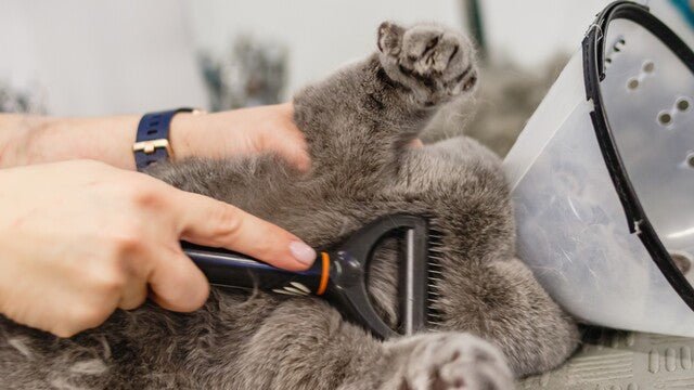 Higiene Gatos - Pet Republic GT