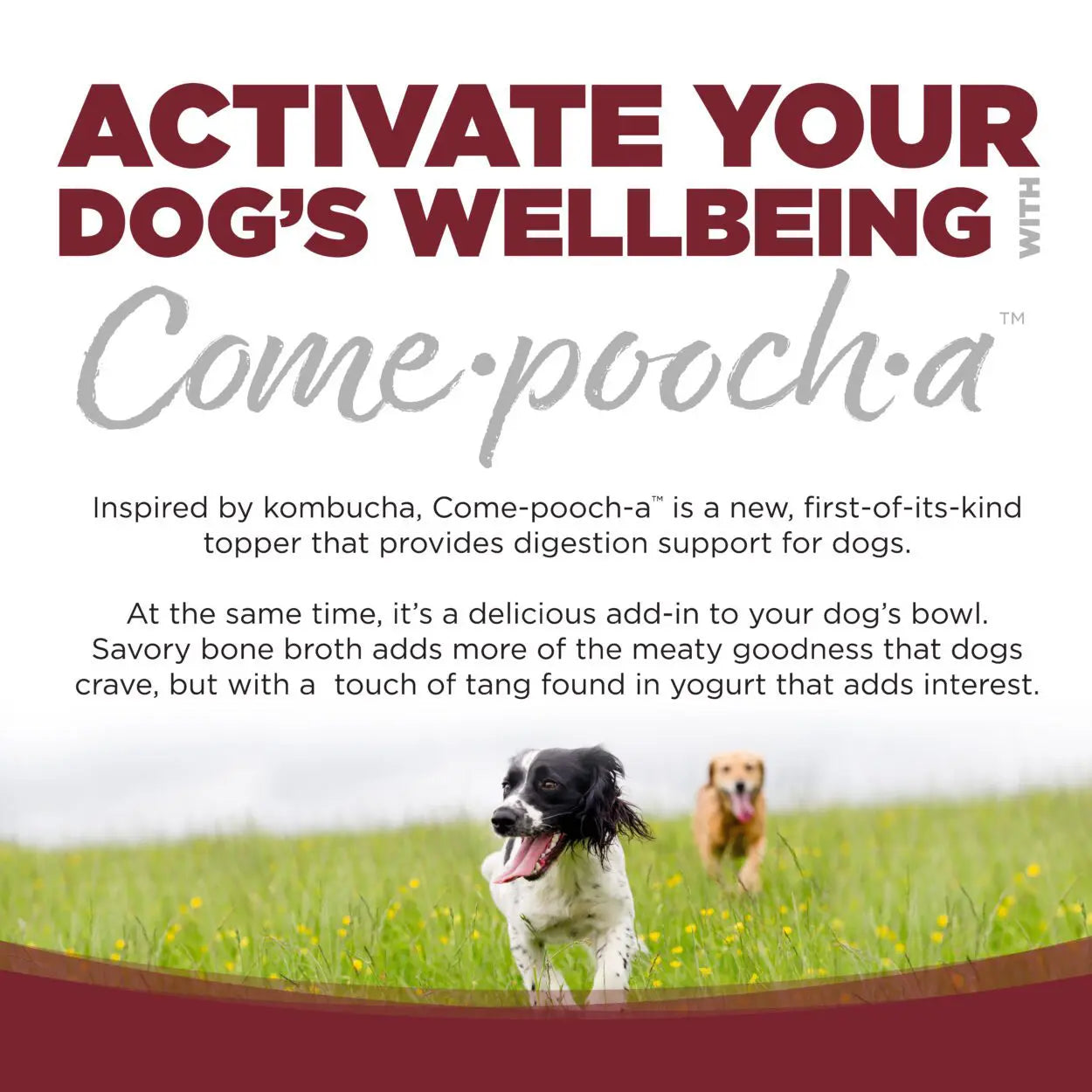 NutriSource Come-Pooch-a Carne