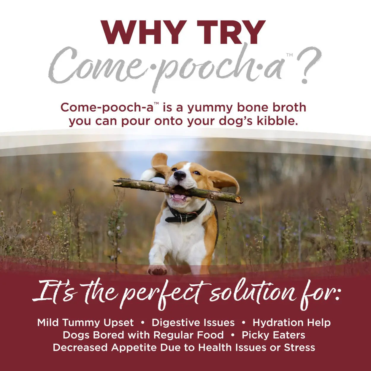 NutriSource Come-Pooch-a Carne