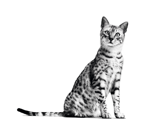 Gato adulto de interior, ideal para Royal Canin Indoor 27