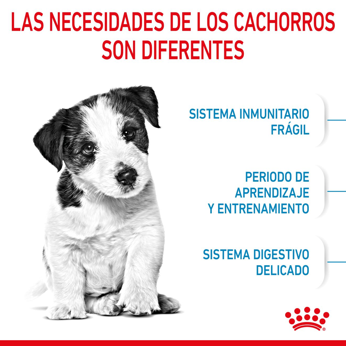 Royal Canin Mini Puppy alimento seco para perros cachorros