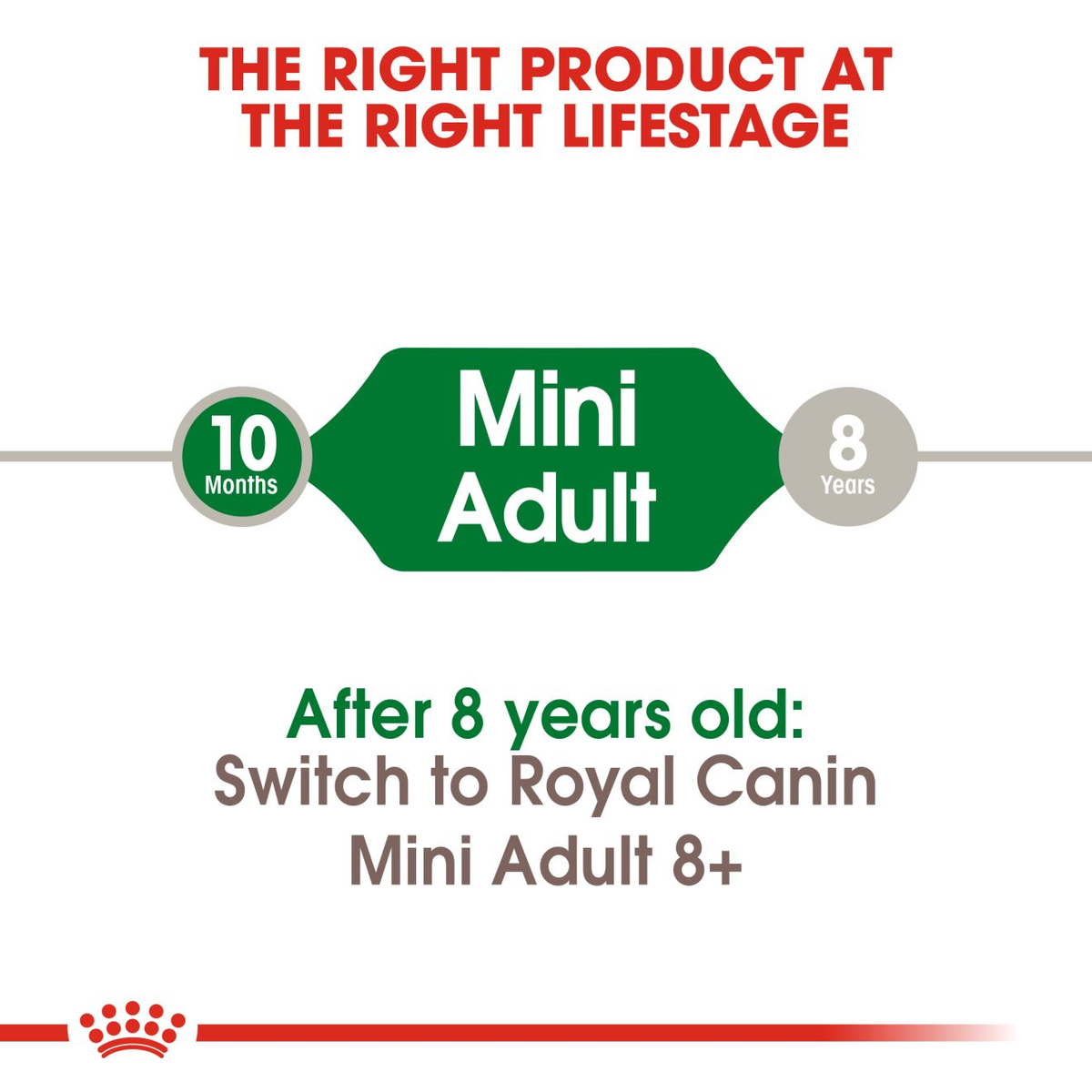 Royal Canin Mini Adult: beneficios del alimento seco para perros pequeños adultos